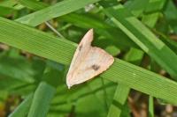 Rivula sericealis