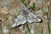 Biston strataria