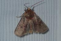 Conistra staudingeri