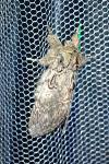 Peridea anceps