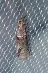 Acrobasis obliqua