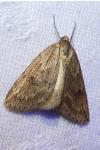 Pachycnemia hippocastanaria
