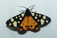 Arctia villica