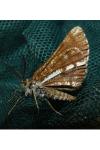 Bupalus piniaria