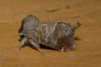 Clostera pigra