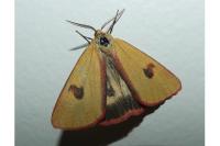 Diacrisia sannio