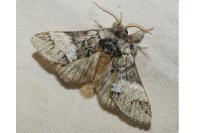 Drymonia dodonaea