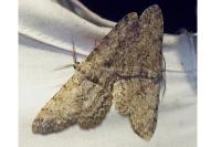 Hypomecis punctinalis