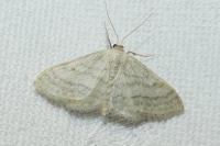 Idaea subsericeata