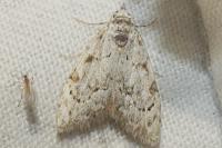 Nola confusalis