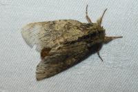 Peridea anceps