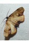 Plagodis dolabraria