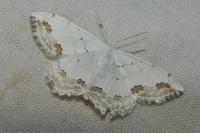 Scopula ornata