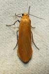 Wittia sororcula
