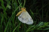 Abraxas pantaria
