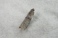Merulempista turturella
