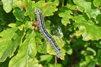 Malacosoma neustria