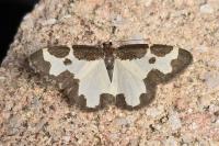 Lomaspilis marginata