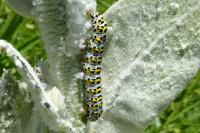 Cucullia verbasci