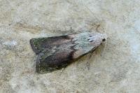 Aphomia sociella