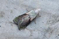 Aphomia sociella