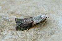 Aphomia sociella