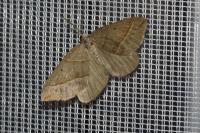 Scotopteryx luridata/mucronata