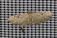 Eupithecia virgaureata