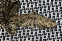 Eupithecia exiguata