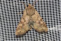 Apamea sordens
