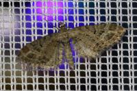 Eupithecia exiguata