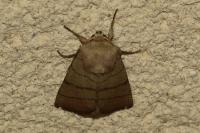 Charanyca trigrammica