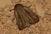 Leucania comma