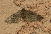 Eupithecia tantillaria