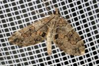 Thera britannica