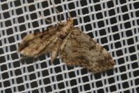 Eupithecia tantillaria