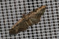 Eupithecia tantillaria