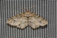 Paradarisa consonaria