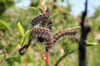 Saturnia pavonia