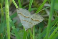 Scotopteryx luridata/mucronata