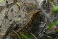 Eriogaster lanestris