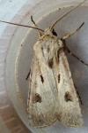 Agrotis exclamationis exclamationis