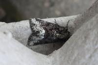 Oligia