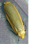 Katha depressa