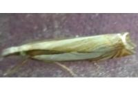 Crambus pascuella