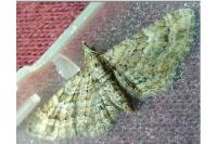 Gymnoscelis rufifasciata