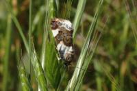 Acontia lucida