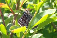 Euclidia mi