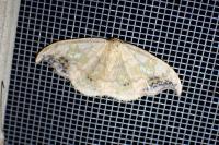 Sabra harpagula
