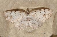 Aethalura punctulata